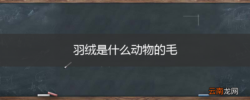 羽绒是什么动物的毛