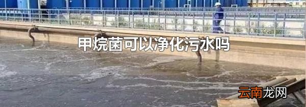 甲烷菌可以净化污水吗