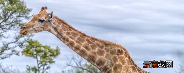 介绍一种事物长颈鹿 介绍一种事物长颈鹿说明文