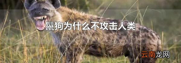 鬣狗为什么不攻击人类