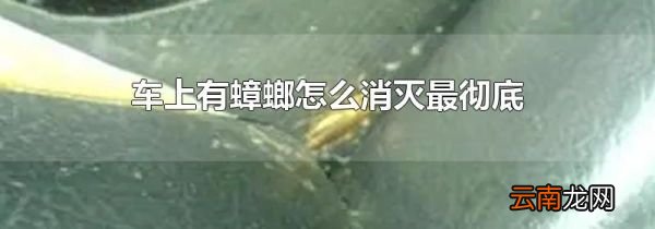 车上有蟑螂怎么消灭最彻底