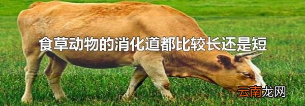 食草动物的消化道都比较长还是短