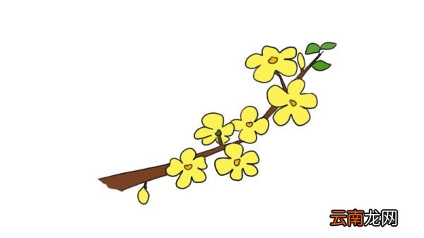 迎春花简笔画 迎春花怎么画
