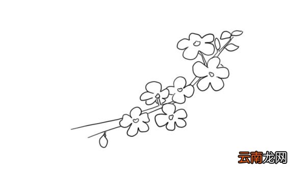 迎春花简笔画 迎春花怎么画