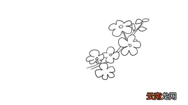 迎春花简笔画 迎春花怎么画