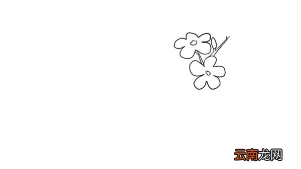 迎春花简笔画 迎春花怎么画