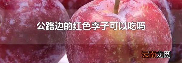 公路边的红色李子可以吃吗