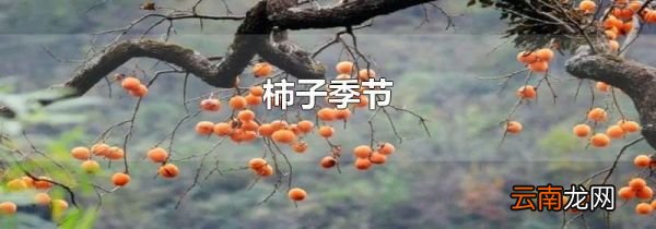 柿子季节