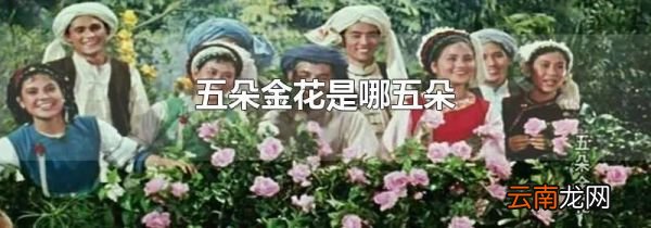 五朵金花是哪五朵