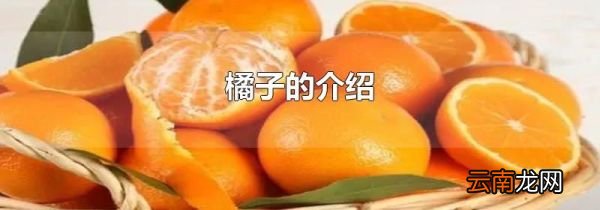 橘子的介绍