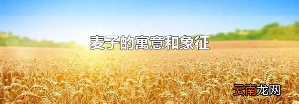 麦子的寓意和象征