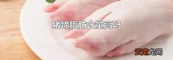 猪蹄脂肪含量高吗
