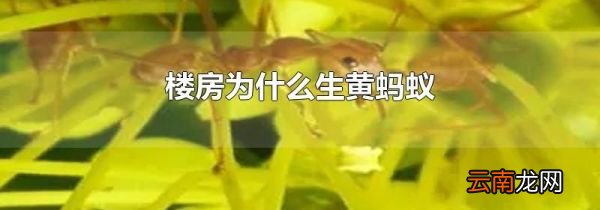 楼房为什么生黄蚂蚁