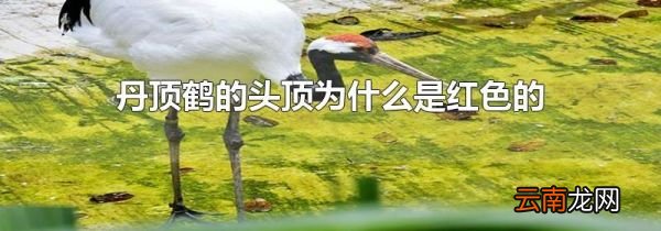 丹顶鹤的头顶为什么是红色的