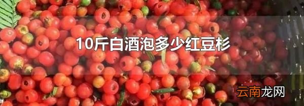 10斤白酒泡多少红豆杉