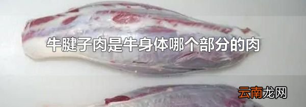 牛腱子肉是牛身体哪个部分的肉