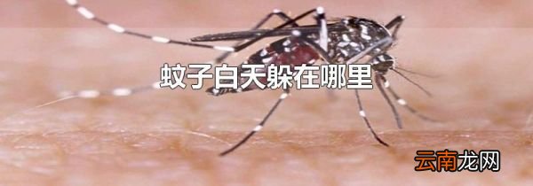 蚊子白天躲在哪里