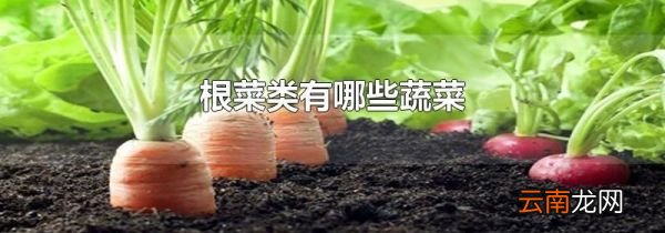 根菜类有哪些蔬菜