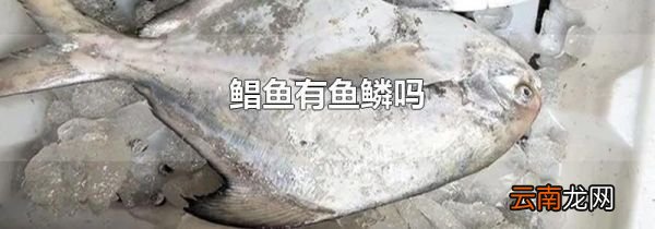 鲳鱼有鱼鳞吗