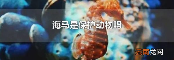 海马是保护动物吗