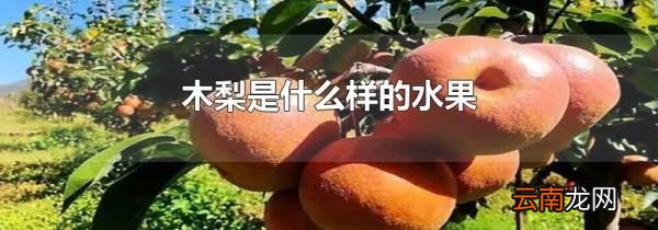 木梨是什么样的水果