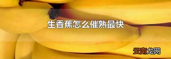 生香蕉怎么催熟最快