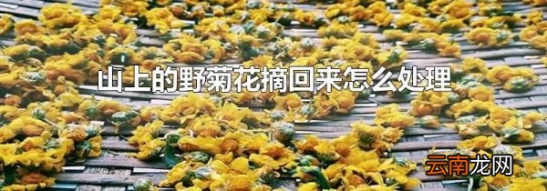 山上的野菊花摘回来怎么处理