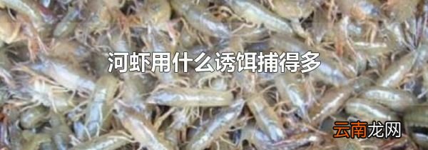 河虾用什么诱饵捕得多