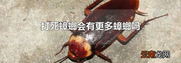 打死蟑螂会有更多蟑螂吗