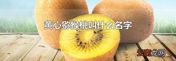黄心猕猴桃叫什么名字