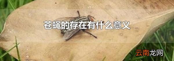 苍蝇的存在有什么意义