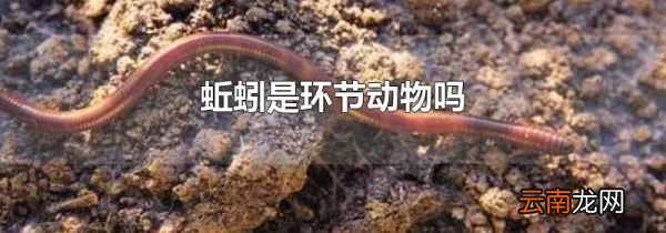 蚯蚓是环节动物吗