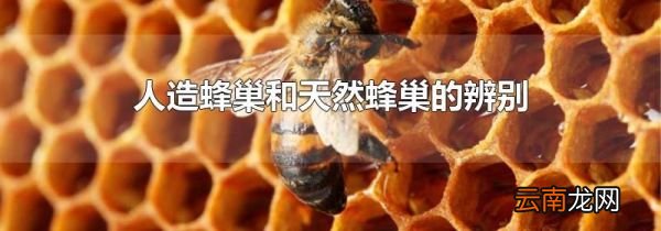 人造蜂巢和天然蜂巢的辨别