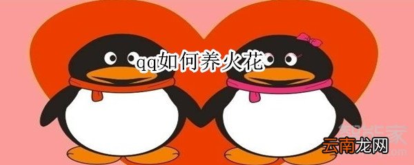 qq如何养火花