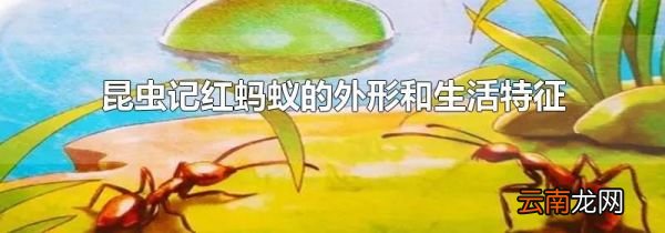昆虫记红蚂蚁的外形和生活特征