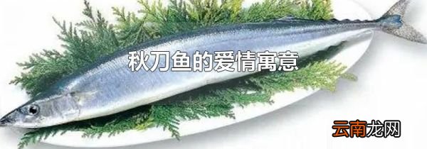 秋刀鱼的爱情寓意