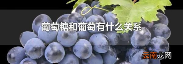 葡萄糖和葡萄有什么关系