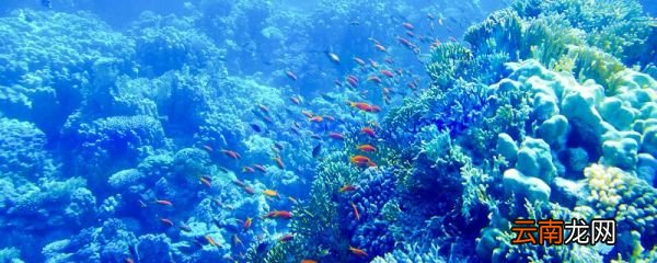 海底世界课文从哪几个方面介绍海底世界的 海底世界从哪五个方面具体介绍了海底世界