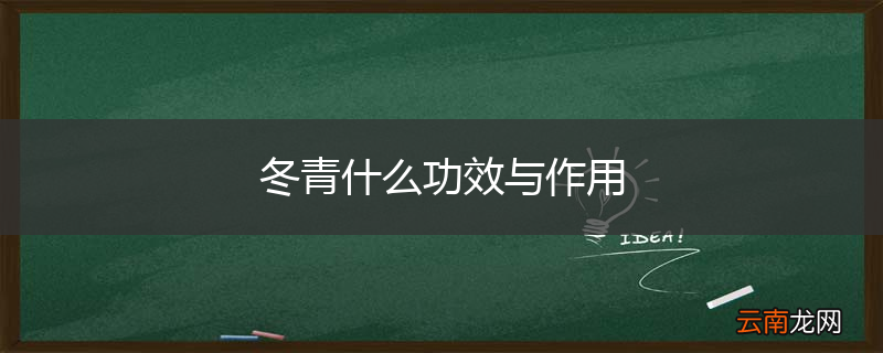冬青什么功效与作用