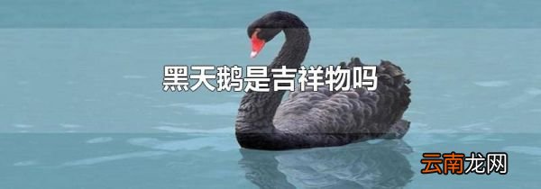 黑天鹅是吉祥物吗