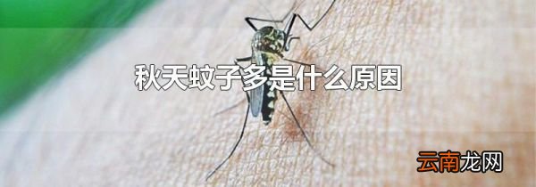 秋天蚊子多是什么原因