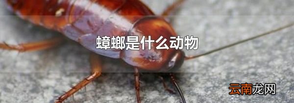蟑螂是什么动物