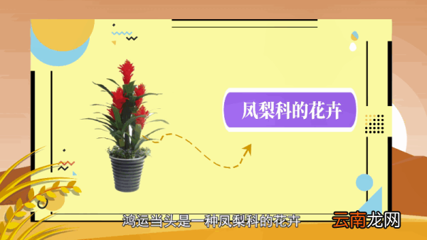 鸿运当头的养殖方法和注意事项 鸿运当头的养殖方法和注意事项有哪些