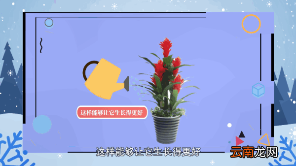 鸿运当头的养殖方法和注意事项 鸿运当头的养殖方法和注意事项有哪些