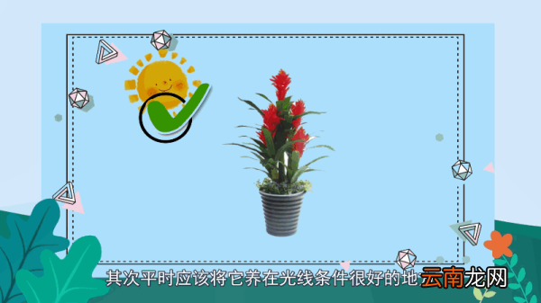 鸿运当头的养殖方法和注意事项 鸿运当头的养殖方法和注意事项有哪些