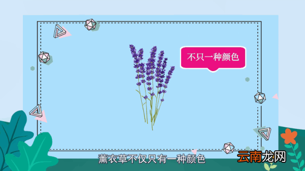 薰衣草花语 薰衣草花语是什么