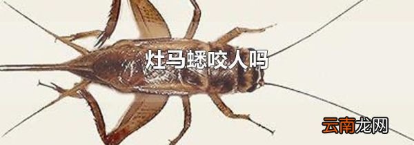 灶马蟋咬人吗