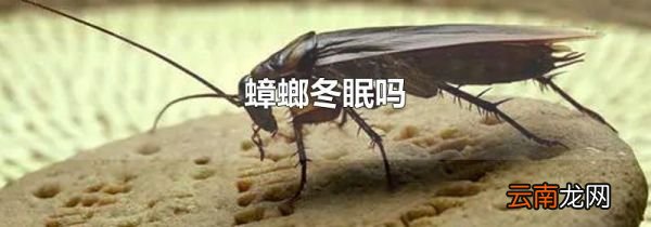 蟑螂冬眠吗