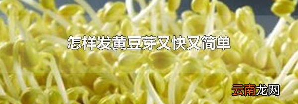 怎样发黄豆芽又快又简单
