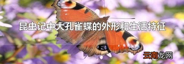 昆虫记中大孔雀蝶的外形和生活特征